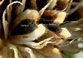   Disc Achenes and Paleae (Mature)